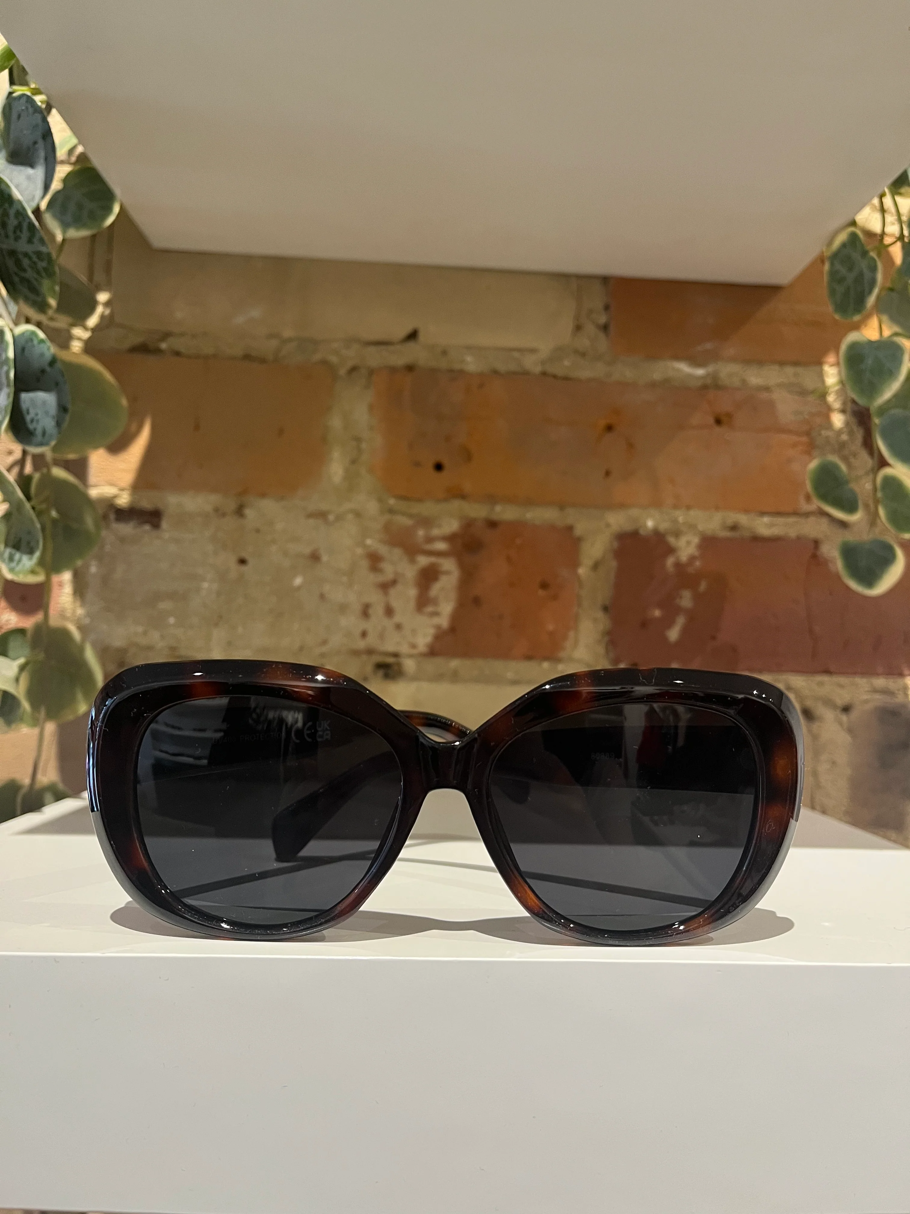 Paris H in Tortoise